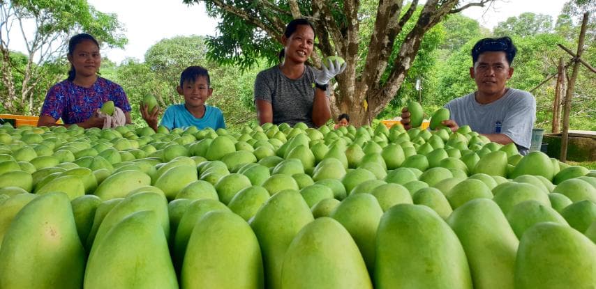 Mango harvest season at Kokomojo Farm, Guimaras